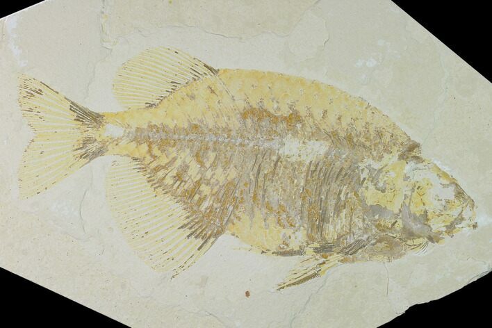 Bargain, Phareodus Fish Fossil - Uncommon Species #138585